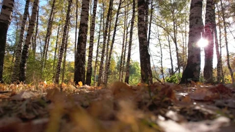 The guy is walking in the autumn birch forest. Stock Footage 218352400