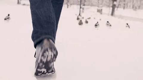 A guy is walking with the ducks in the park Stock Footage 121666001