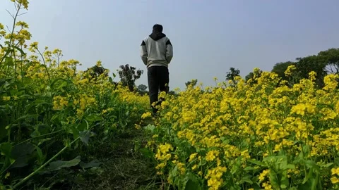 A guy walking through the yellow mustard field in a sunny daylight low view f Stock Footage 132595087