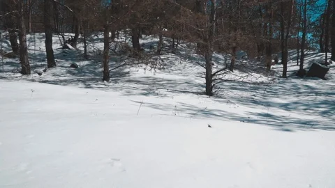 The guy is walking in the winter forest Stock Footage 87586205