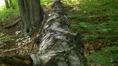 The guy is walking on wood Stock Footage 91184743