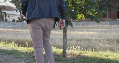 A guy walks in a farm during a summer day and touches a leaf Stock Footage 146141250