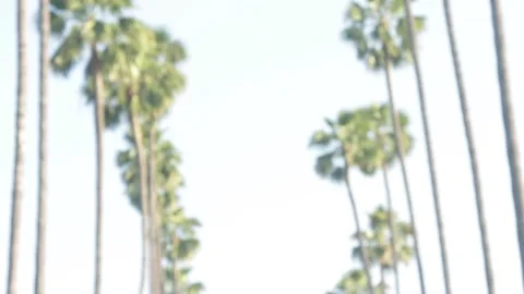 Guy Walks into Frame, Palm Trees, Red Hair, Slow Motion Stock Footage 134738922