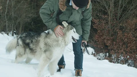 The guy walks with his dog in the forest Stock Footage 123527307