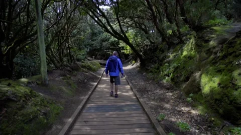 The guy walks through a national park in the Canary Islands. Relict Forest of Stock Footage 229968530