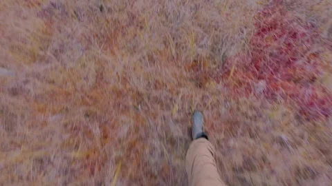 The guy walks through the swamp and looks for berries. From the first person. Video stock 318311159
