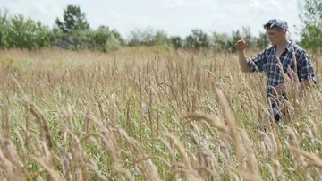 Guy Walks through a Wheat Field Stock Footage 85486540