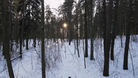 A guy walks through a winter forest at sunset Stock Footage 220573997