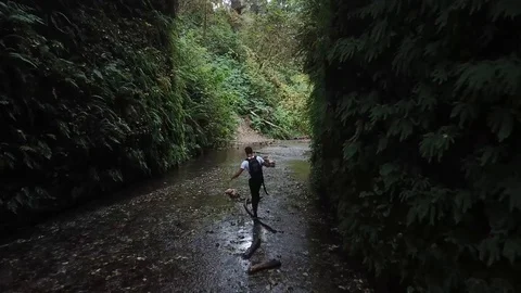 Guy Wearing Backpack Hikes Through Fern Canyon Drone Stock Footage 99070308