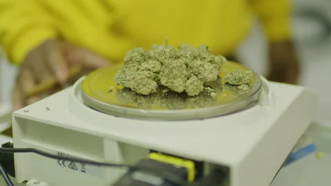Guy Weighing Weed on Scale Cannabis In Oklahoma Dispensary 4k RED KOMODO Stock Footage 219645540