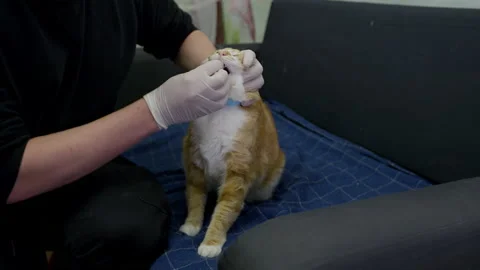 A guy in white gloves gives a sick red cat pills in his apartment. Stock Footage 169456050