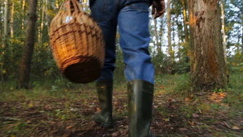 A guy in the woods looking for mushrooms Stock Footage 95115527