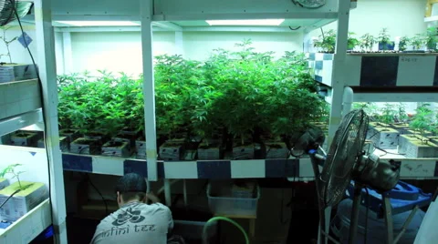 Guy working in grow room cleaning filters Stock Footage 54075442