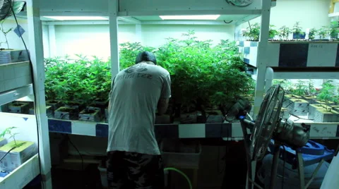 Guy working in grow room Stockbeeldmateriaal 54076691