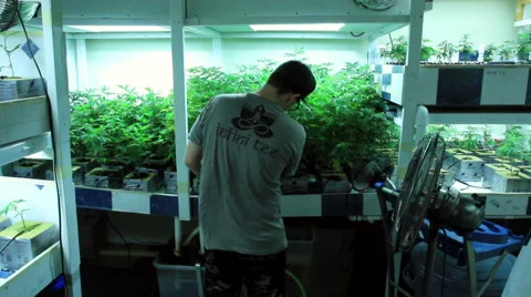 Guy working in grow room trimming Stock Footage 54075784