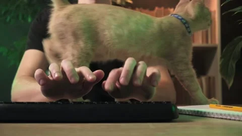 The guy works at the computer at home, the cat interferes with him Stock Footage 264130913