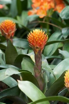 Guzmania Conifera Stock Photos