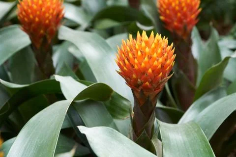 Guzmania Conifera Stock Photos