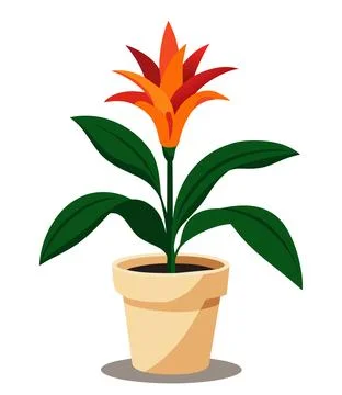 Guzmania flower. Stock Illustration