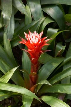 Guzmania Magnifica Stock Photos