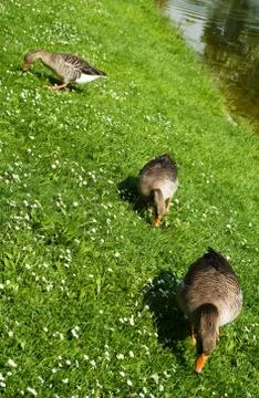 Guzzling geese Foto stock