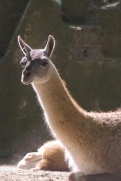 Gwanaco Stock Photos