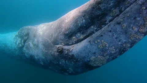 GX011884 Stock-Footage 234150965