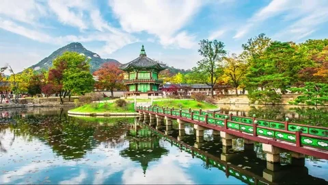 Gyeongbukgung Palace, Maple Leaf Maple Leaves in the fall of Kore Stock Footage 77409853