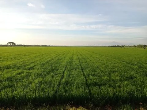 The gym Stock Photos