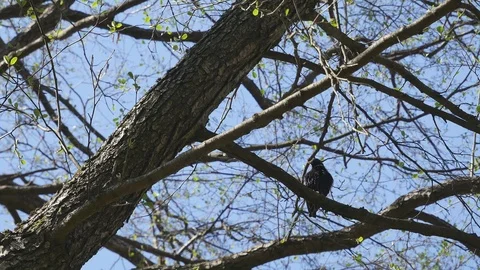 Gymnastics of a starling. 스톡 동영상 116792380