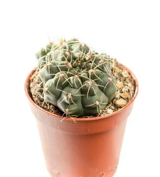 Gymnocalycium Stock Photos