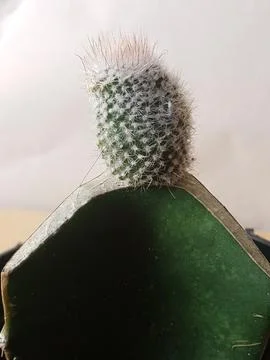 Gymnocalycium type mini cactus Stock Photos