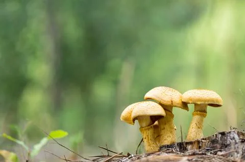 Gymnopilus junonius Stock Photos