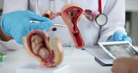 Gynecologist shows mockup of uterus and baby fetus to woman in clinic Stock Footage