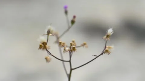 Gypsophila 動画素材 251880427