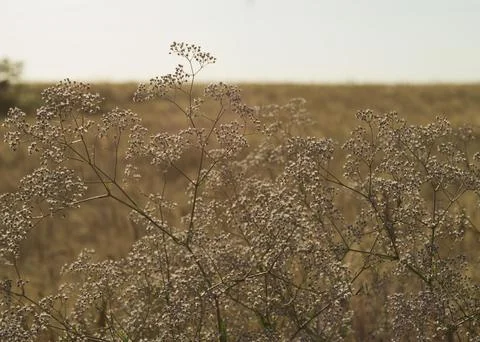 Gypsophila paniculata in the rays of the setting sun 2 Stock Photos