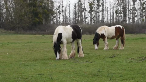 Gypsy horses Stock Footage 150727634