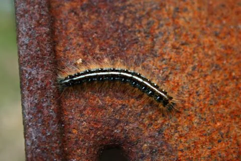 Gypsy moth caterpillar Foto stock