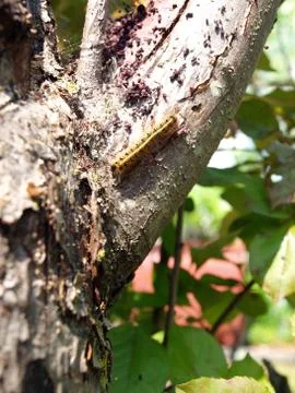 Gypsy Moth caterpillar Stock Photos
