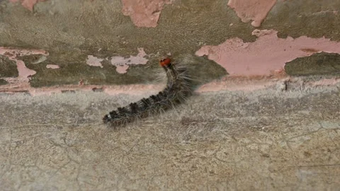 Gypsy moth Lymantria dispar. Stock Footage 257540895