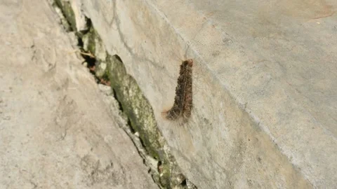 Gypsy moth Lymantria dispar. Stock Footage 257541280