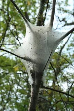 Gypsy moth nest Stock Photos