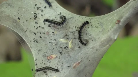 Gypsy moth tent worms Stock Footage 62924183