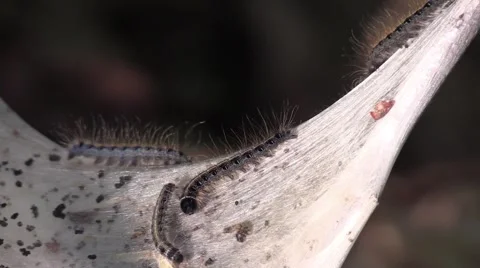 Gypsy moth tent worms Stock Footage 62925445