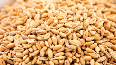 Gyration Not cracked wheat close-up. Stock Footage 121682231