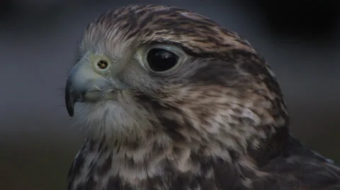 Gyrfalcon Closeup Stock Footage 33580965