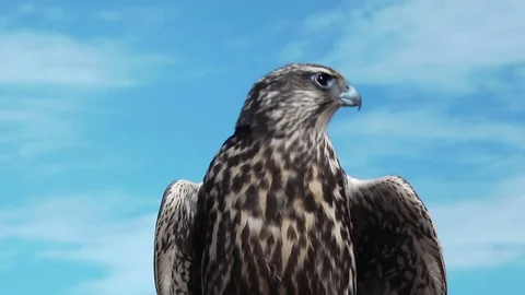 Gyrfalcon Falco Rusticolus Stock Footage 69994327