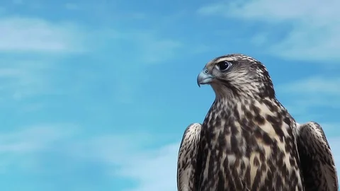 Gyrfalcon Falco Rusticolus Stock Footage