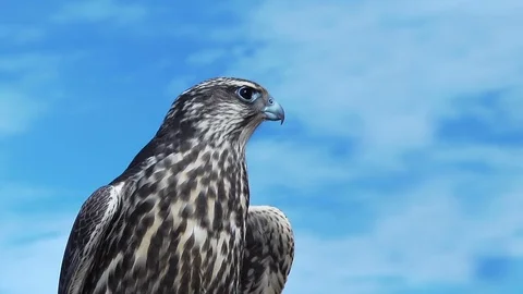 Gyrfalcon Falco Rusticolus Stock Footage 69994546