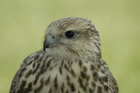 Gyrfalcon Stock Photos